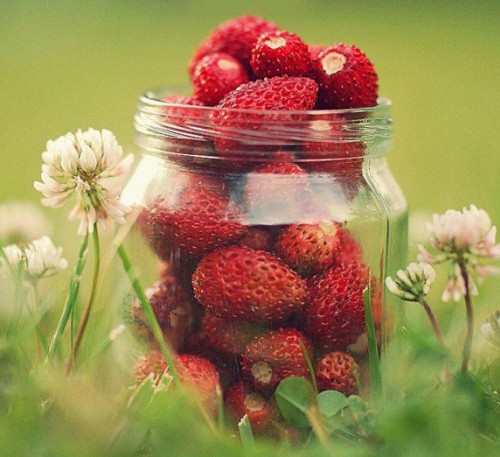 Strawberry Baron Solemakher 